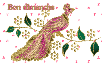 Gif Bon dimanche oiseaux